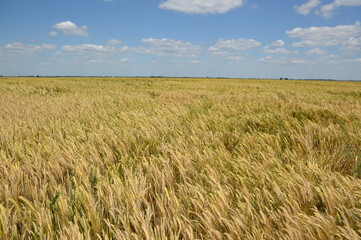 ripe barley field in bright spring day in Vojvodina