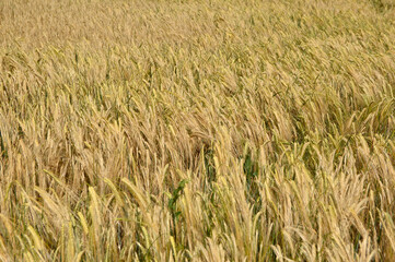 ripe barley field in bright spring day in Vojvodina