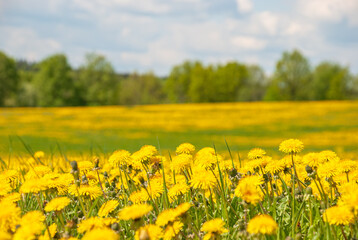 Summer, rural landscape. Yellow dandelion field. A large plan of flowers.