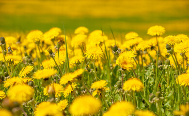 Summer, rural landscape. Yellow dandelion field. A large plan of flowers.