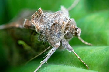 Autographa gamma