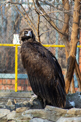 Eurasian black vulture sit on a stone.