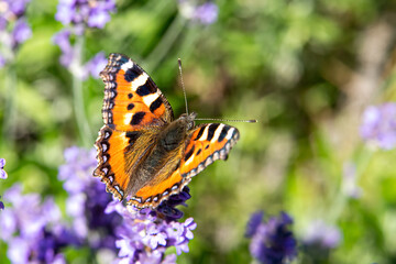 Aglais urticae