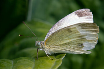 Pieris rapae