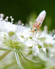 Terellia fly