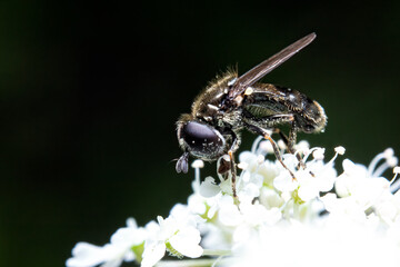 Eumerus fly