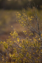 autumn juniper on the bog on sunrise