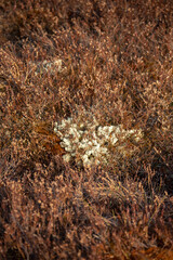 moss pattern on the bog