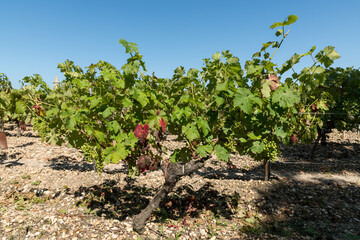 Fototapeta na wymiar MEDOC (Gironde, France), raisin et vignes