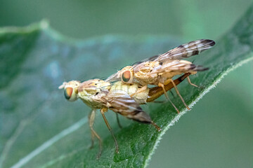 Terellia fly