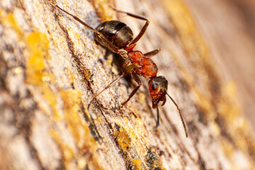 Formica rufa