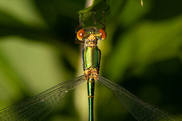 Chalcolestes viridis
