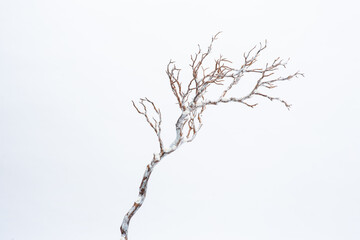 A tree branch with snow on the white background.