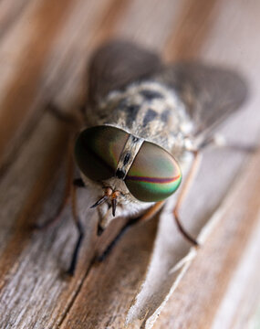 Tabanus bromius