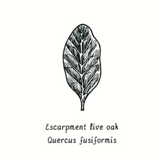 Escarpment live oak (Quercus fusiformis) leaf. Ink black and white doodle drawing in woodcut style.