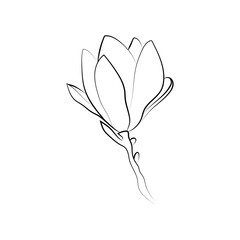 Elegant outline sketching of magnolia flowers, vector illustration