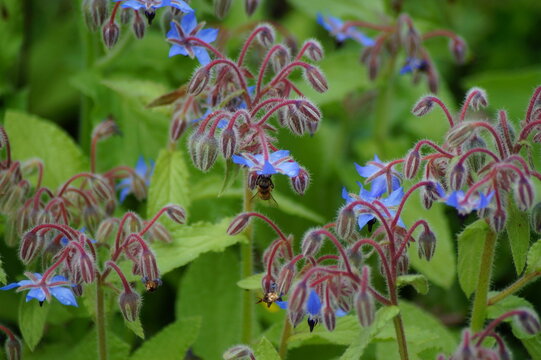 Blue Borage Flower With Bee