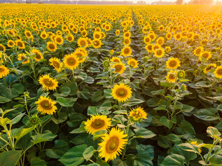 Obraz premium Golden sunflower field at the sunset.