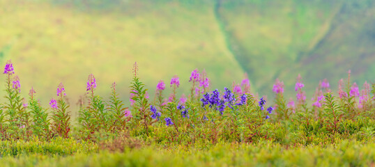 Naklejka premium Wildflower meadow header.