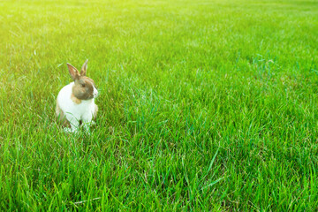 rabbit on green grass