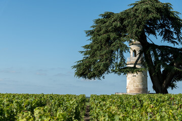 MEDOC (Gironde, France), ancienne tour dans les vignes - 446229082