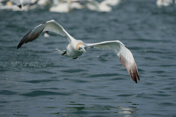 Gannet, Morus bassanus