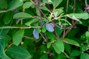 Edible blue honeysuckle berries grow on a bush of the honeysuckle plant.