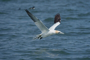 Gannet, Morus bassanus