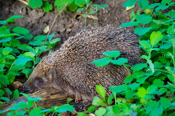 A beautiful hedgehog runs on the ground in the green grass. 