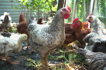 A beautiful white with black spots rooster on a farm in a chicken coop with other chickens on a sunny day.