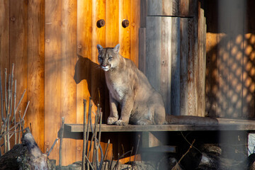 cougar sitting on the wooden plank in zoo. Wild puma