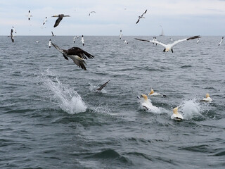 Naklejka premium Gannet, Morus bassanus