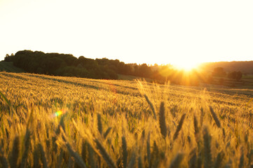 Sunset above wheat filed.