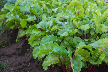 Beetroot on the plot.We grow beets in the backyard.