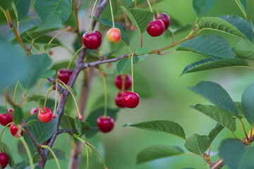 Cherry on the plot.We grow cherries on the private plot.