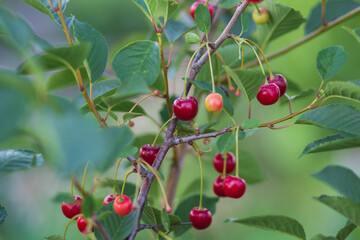 Cherry on the plot.We grow cherries on the private plot.