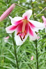 Bright pink lily in full bloom growing in the flower garden.