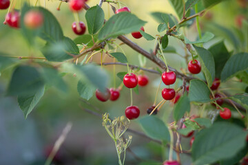 Cherry on the plot.We grow cherries on the private plot.
