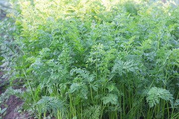 Carrots on the plot.We grow carrots in the backyard.