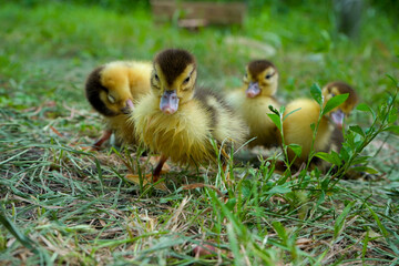 Small, yellow with black spots, just hatched, ducklings, walking on the grass on a summer day.