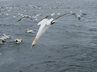 Gannet, Morus bassanus