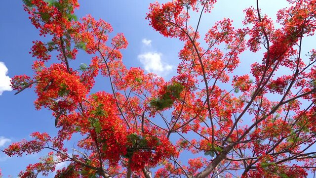 Red royal poinciana flowers bloom in summer sun and blue sky background