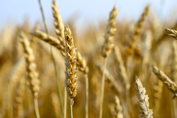 Obraz premium Spikelets of wheat, hot summer day. The concept of agriculture. Birth of fresh bread. Shallow depth of field. Agriculture concept