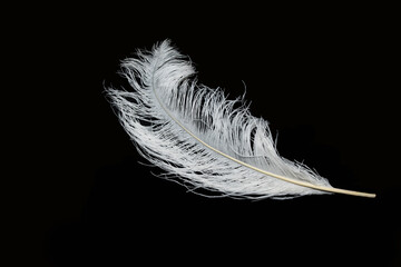 A feather on a black background.