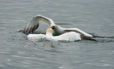 Gannet, Morus bassanus