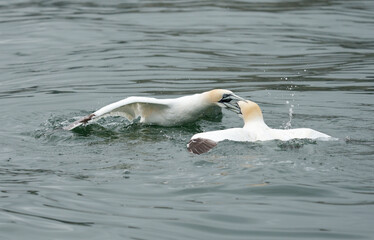 Gannet, Morus bassanus