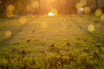 Fototapeta premium autumn in the park