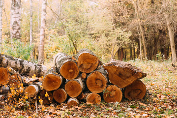 Stacks of firewood. Pile of firewood. Freshly hopped wood