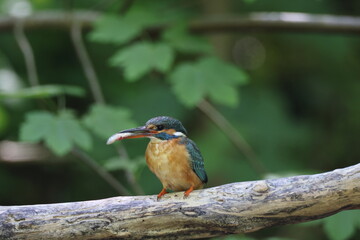 Common Kingfisher (Alcedo atthis), Eurasian kingfisher