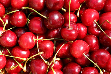 A Pile of Sunlit Red Cherry Fruits